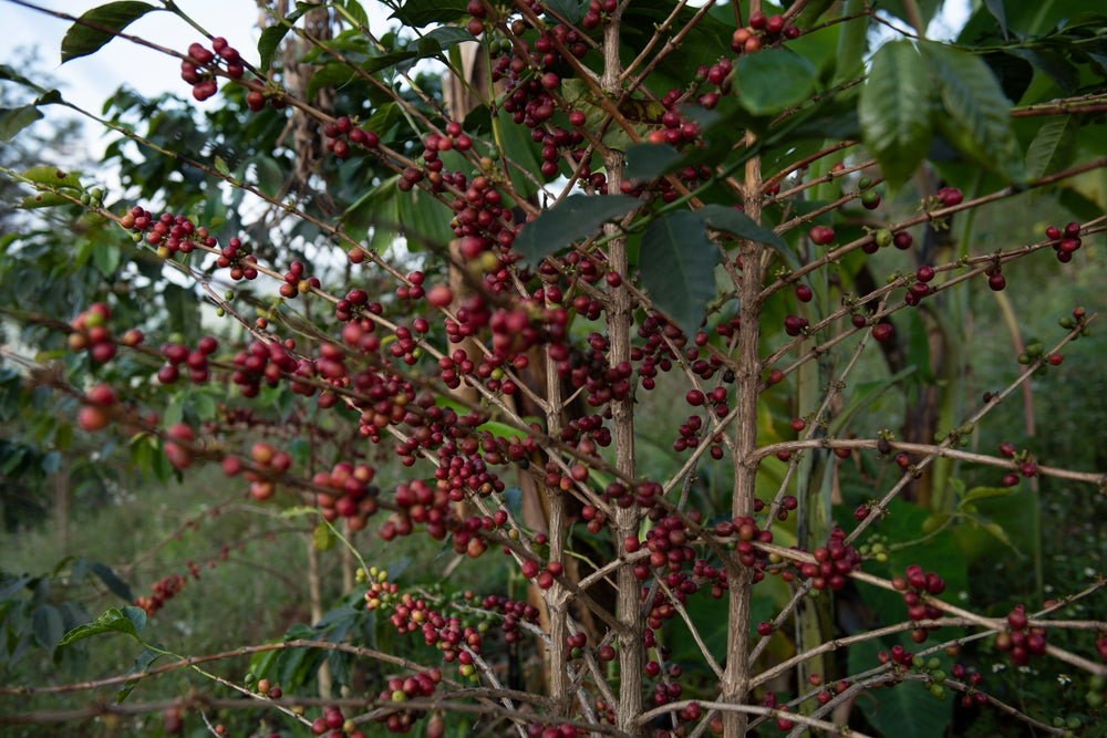 Kvalitní pražená káva na filtr | Rwanda Ngoma – Honey